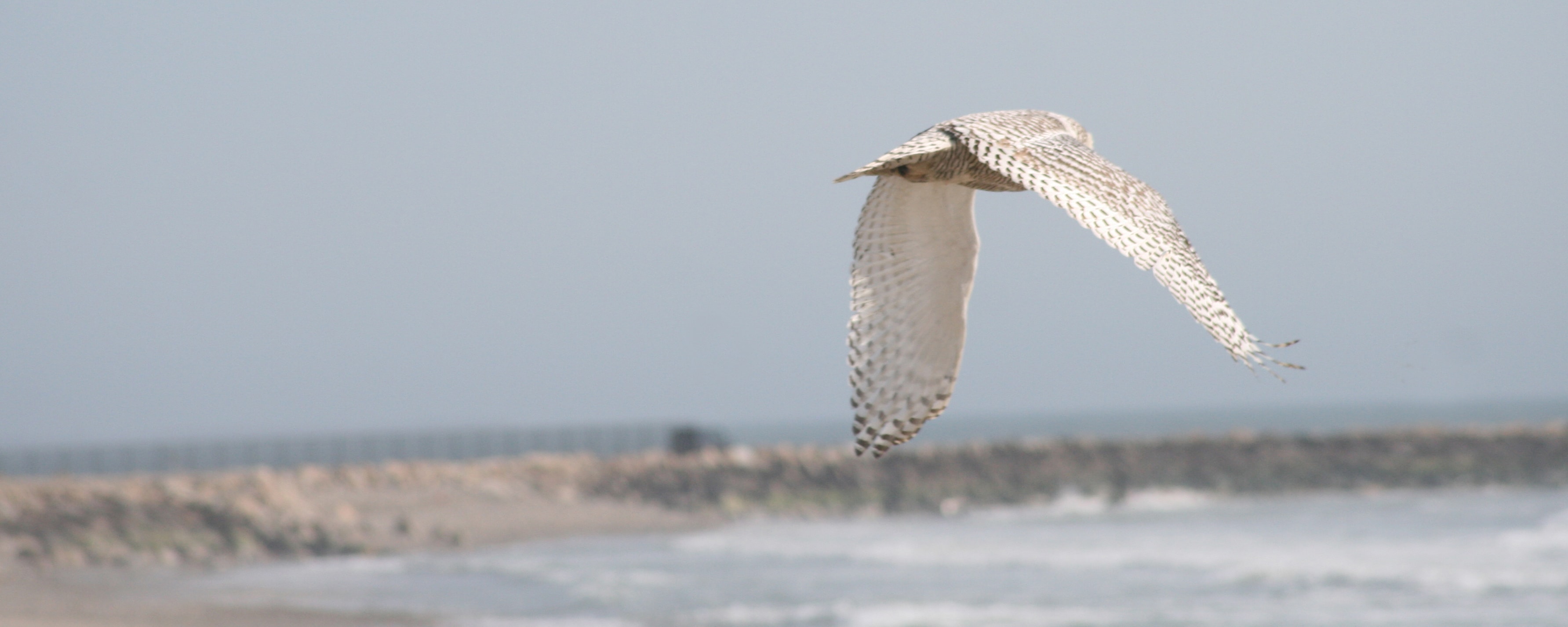 Snowy owl in flight sequence photo 2 — Rick Barrette