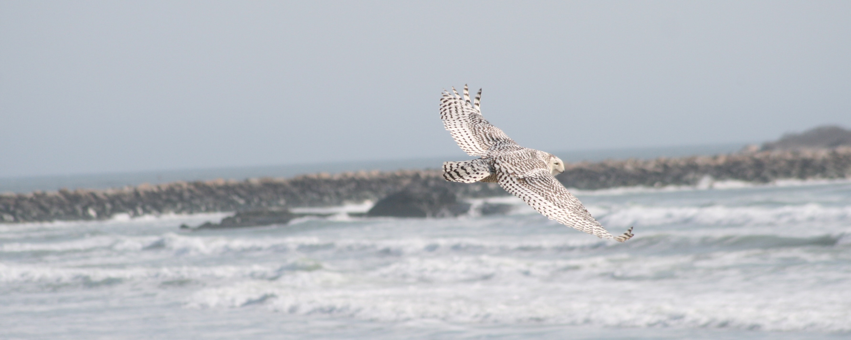 Snowy owl soaring sequence photo 3 — Rick Barrette