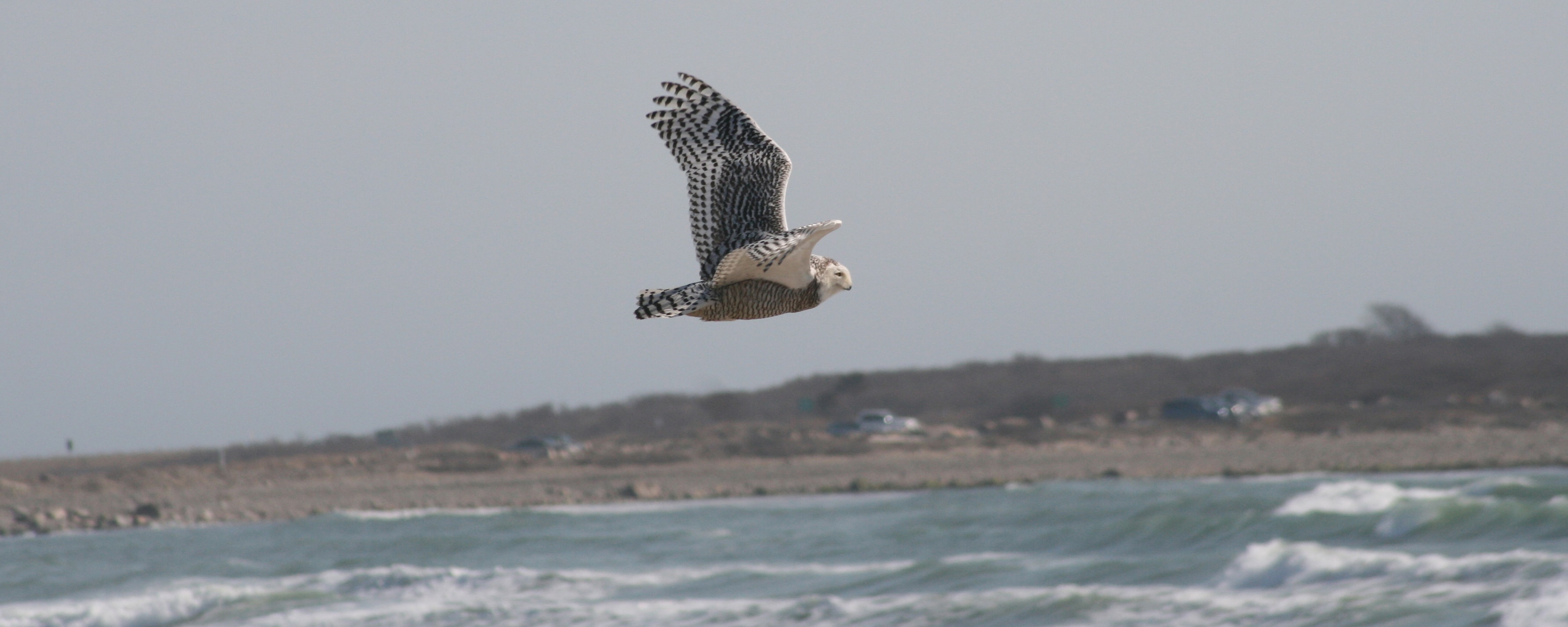 Snowy owl banking sequence photo 4 — Rick Barrette