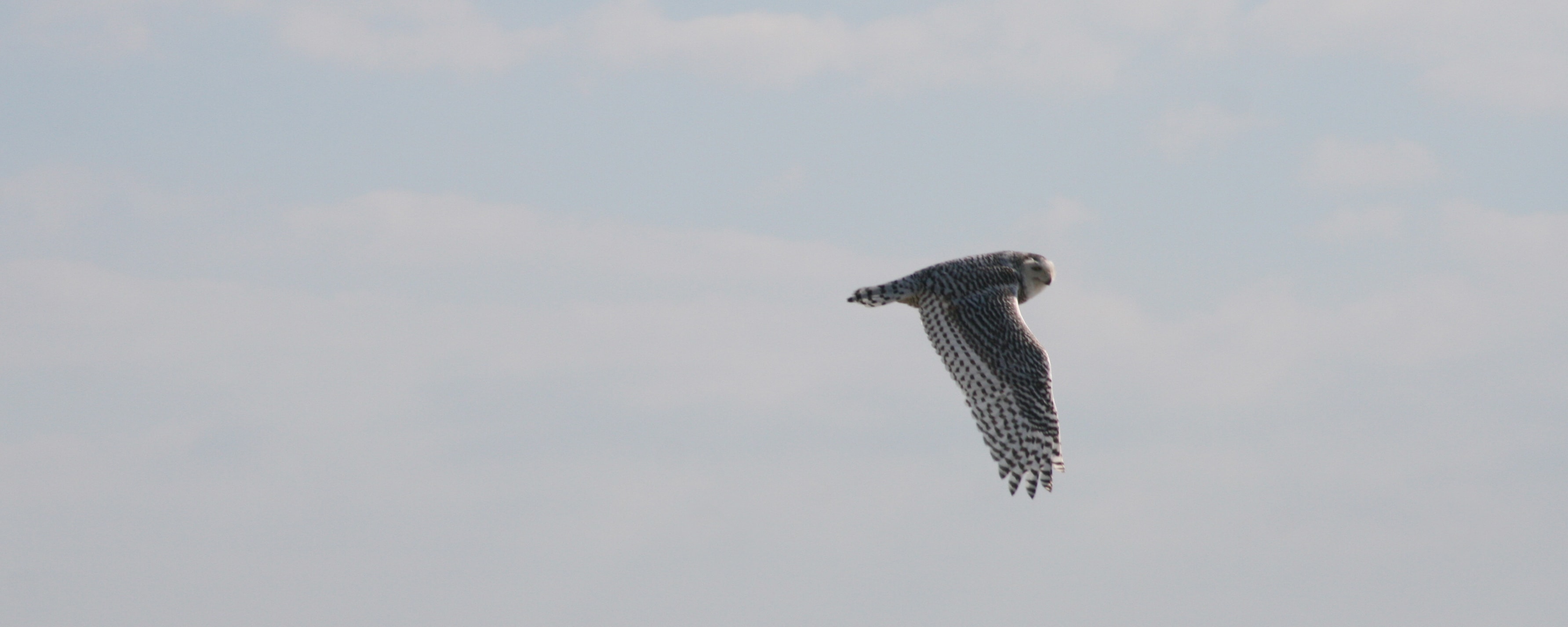 Snowy owl flying away sequence photo 5 — Rick Barrette